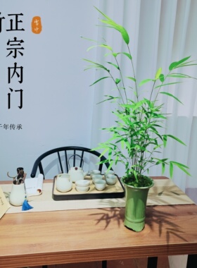 精品正宗台湾内门竹名贵室内庭院绿植盆栽四季好养易活茶室高雅美