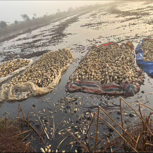 年后做，粉丝特惠，限购一份，大优惠。不懂的私信