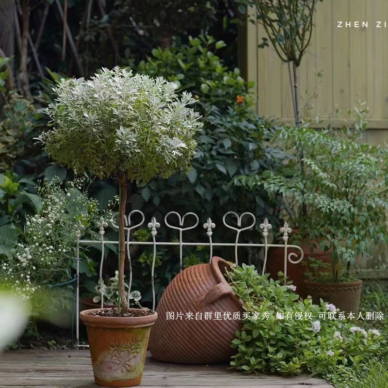雪艾芙蓉菊棒棒糖银色系观叶植物
