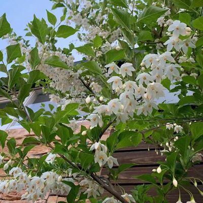 安息香野茉莉玉玲花花园花树