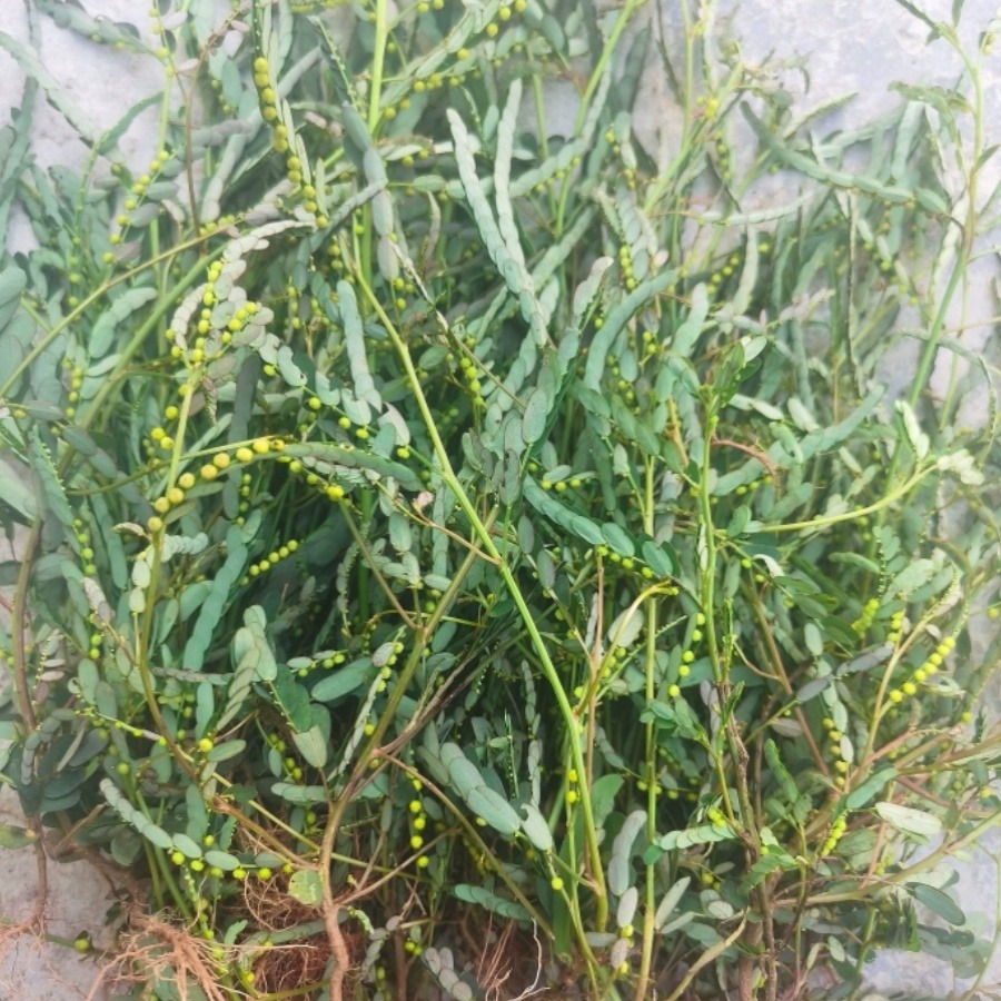 叶下珠新鲜四川深山珍珠草鱼鳞草夜合草龙珠草日晒干天然中草药茶