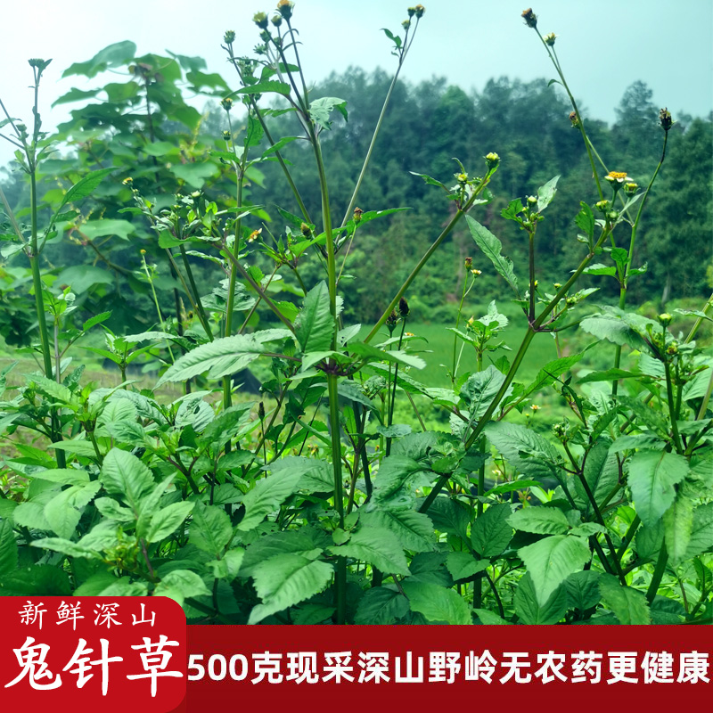鬼针草新鲜四川深山中草药材四方枝三叶一包针儿童洗澡降茶压泡茶
