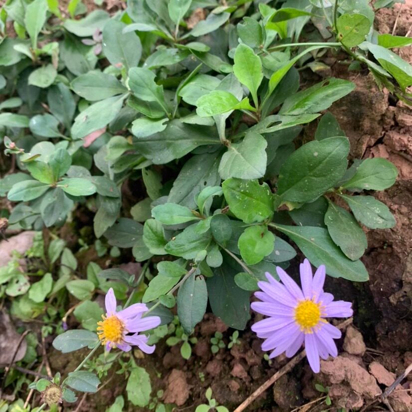 脾草新鲜现采马兰头鱼鳅串田边菊泥鳅草路边菊夭脾草鱼秋串干货