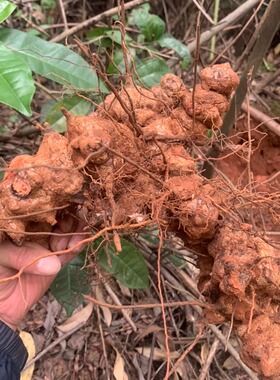 新鲜菝葜根现挖四川金刚藤刺干铁菱角马甲头马加勒山归来泡酒煲汤