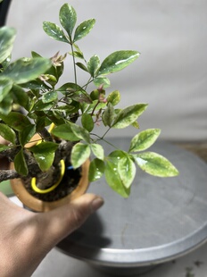 花叶暮光之城品种南天竺掌中宝小老桩纯修剪南天竹一物一拍