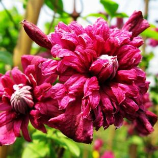 豫园苗圃《典雅紫》铁线莲小铁南欧组耐热花量大花期长三类修剪