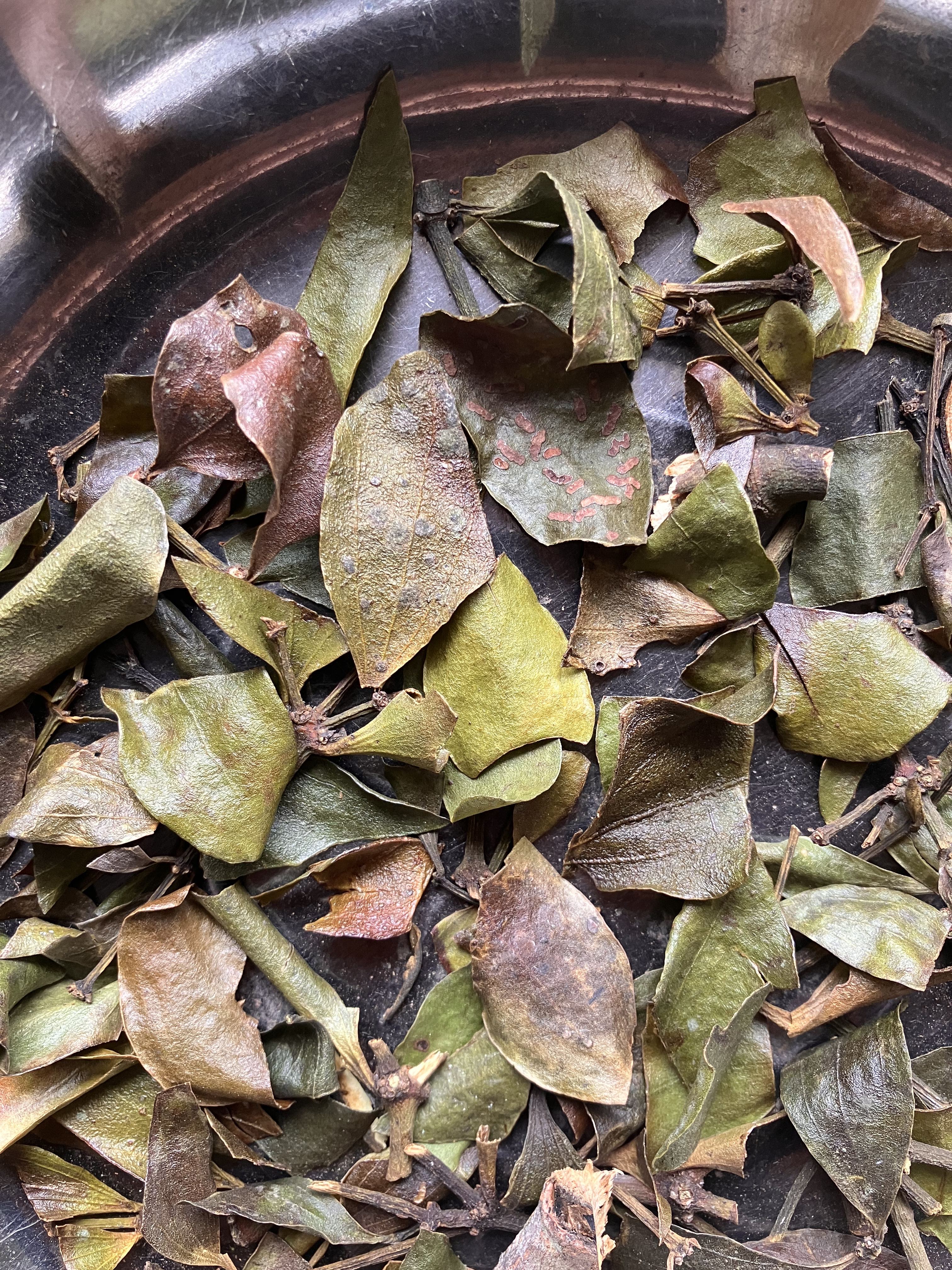 桂花树寄生寄生茶干品500克包邮