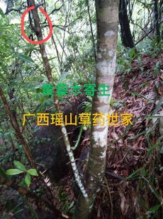 黄桑树寄生黄桑木寄生黄桑簕寄生干品500克包邮