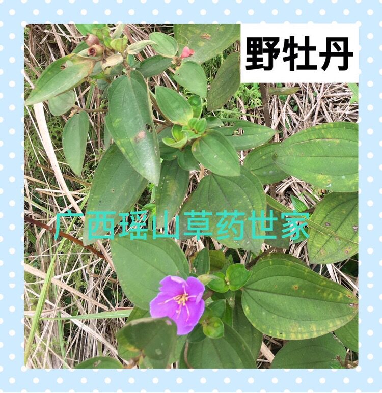 野牡丹野石榴不留行猪乸稔倒罐草干品500g包邮