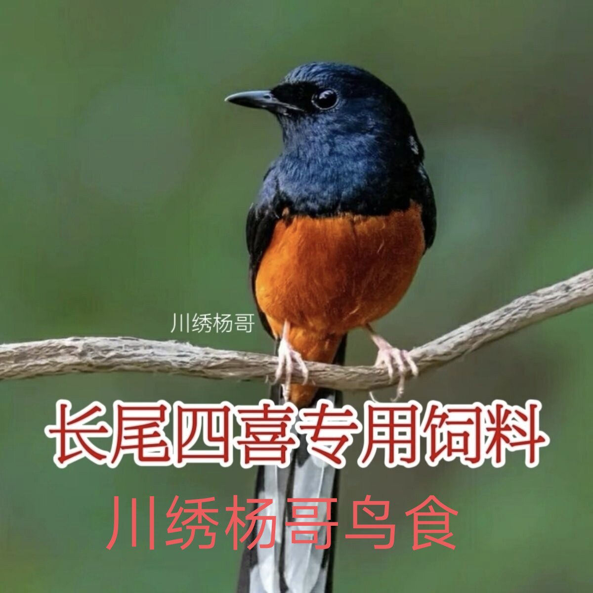 长尾四喜专用饲料鸟食粮黑白四喜增加尾巴长度增色上膘上性500克