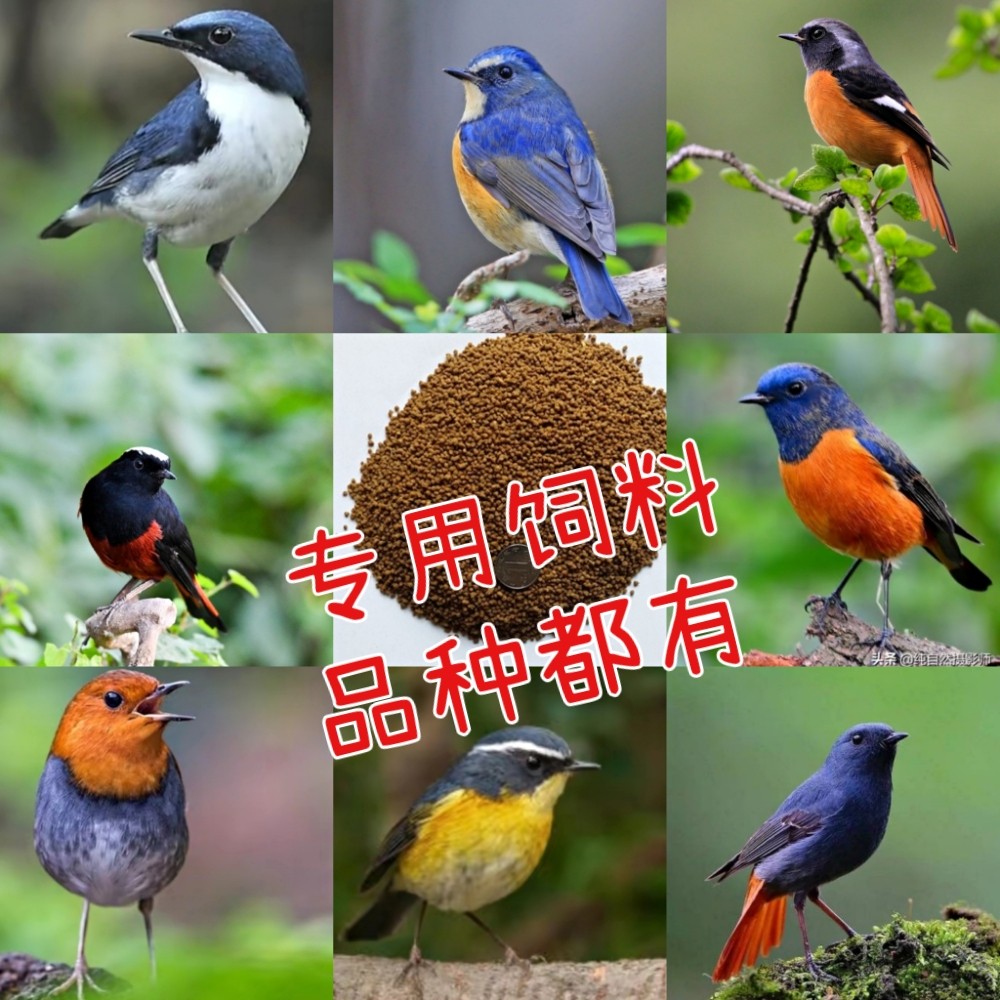 鸲科鸟食饲料鸟粮爱叫石燕红尾水鸲白顶溪鸲北红红肋蓝尾鸲500克