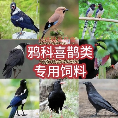 鸦科喜鹊饲料寒鸦渡鸦白颈乌鸦灰喜鹊红嘴蓝鹊松鸦红嘴山鸦500克