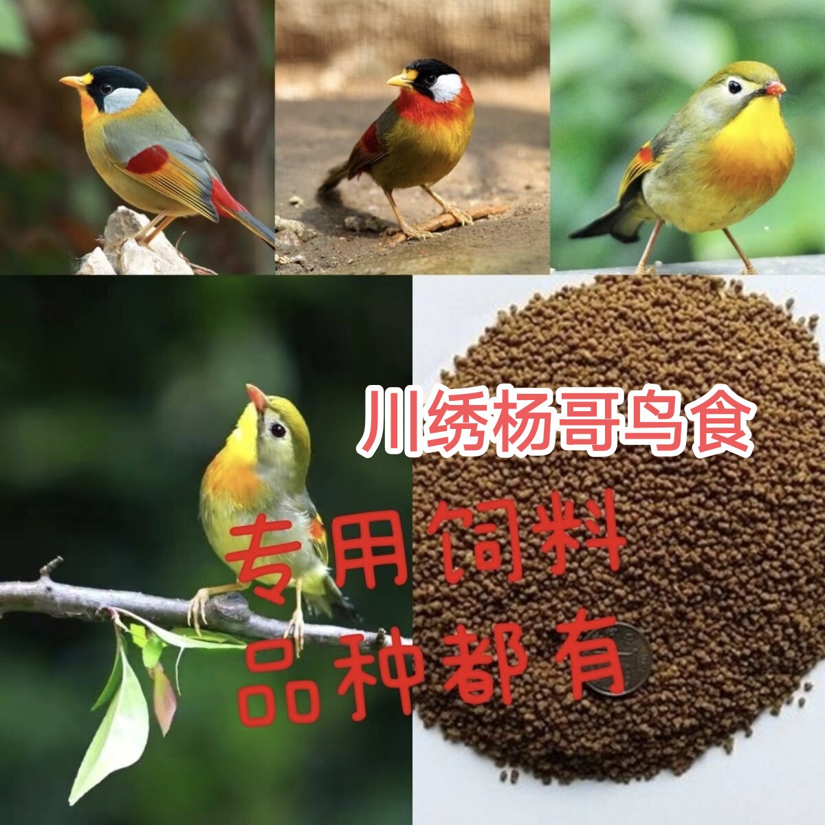 相思鸟饲料鸟粮鸟食红嘴银耳专用饲料 爱叫毛色好 500克