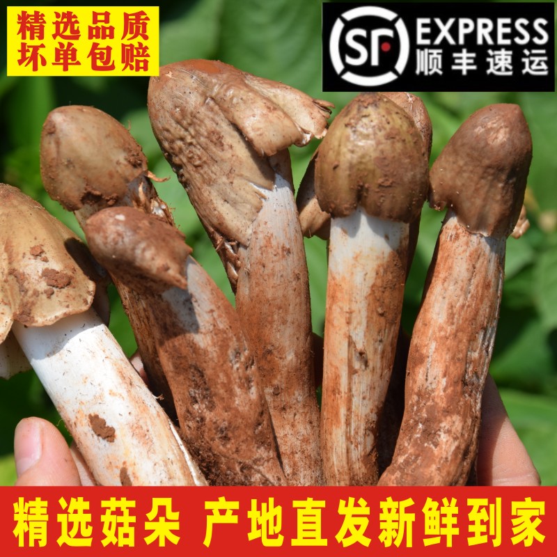 顺丰现挖云南野生菌鸡枞新鲜不开伞大白鸡枞菌菇油松茸菌子500g