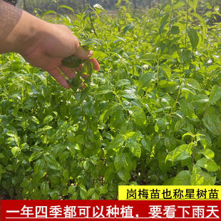 正宗岗梅苗土甘草点称树苗带土带叶发货包邮