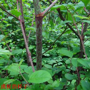 现挖根苗虎杖种植苗新鲜酸筒竹花斑竹中药材干品虎丈包邮可食用