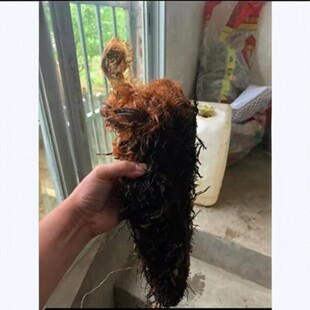 花卉绿植凤尾蕨老桩蕨类室内绿植高端精品绿植意境禅意景观盆栽