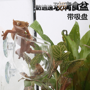 玻璃爬宠防逃逸食盆爬虫变色龙守宫睫角玻璃缸喂食器食盆带吸盘