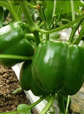 自家种植圆椒青甜椒彩青椒灯笼椒蔬菜现摘新鲜菜椒太空椒产地直发