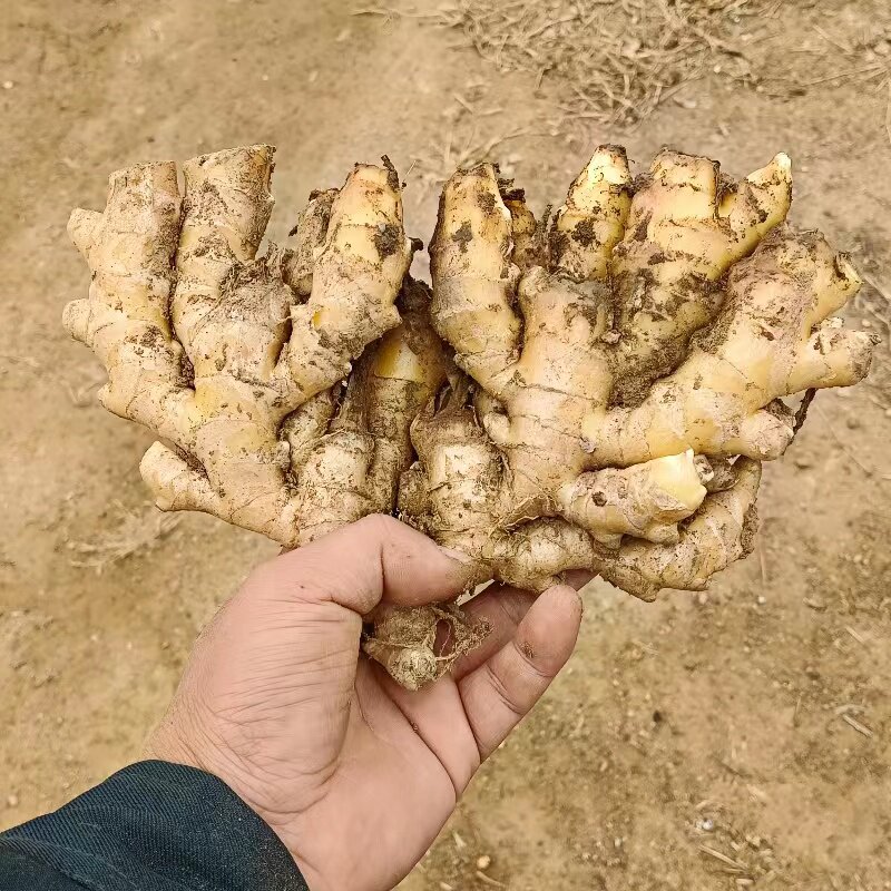 深井窖存山东小黄姜泥姜
