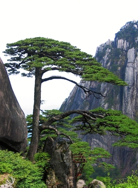 迎客松树林森林树木青山绿水田园自然风景画海报贴画挂画大海报27