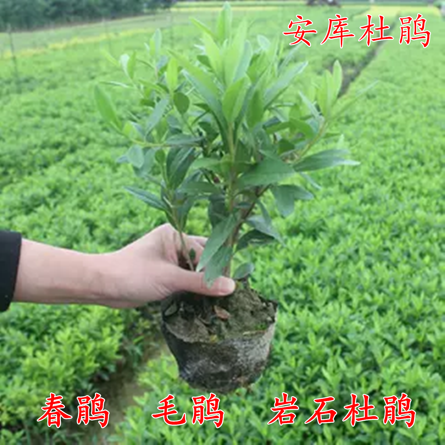 精品四季常青紫鹃春鹃岩石安库杜鹃毛鹃杯苗四季常青庭院别墅园林