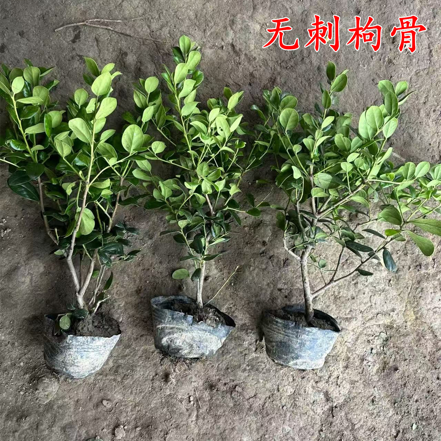 无刺枸骨球鸿运果树苗四季常青