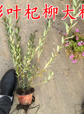 彩叶杞柳 花叶杞柳 庭院阳台彩色观叶花镜植物耐寒耐湿多年生灌木