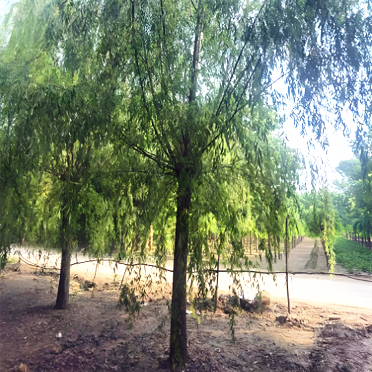 柳树苗庭院道路占地绿化苗木青皮垂柳黄金柳金丝柳速生竹柳小树苗