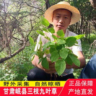 【小叶淫羊藿】甘肃岷县三支九叶草仙灵脾男性肉苁蓉锁阳泡酒100g