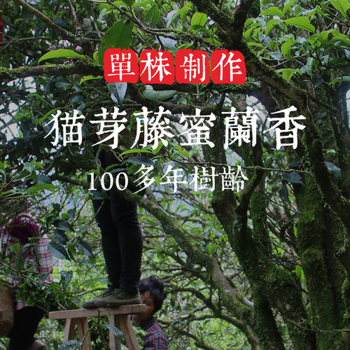 单株【猫芽藤蜜兰香】100年树龄 滋味饱满 底蕴足 香气明显单丛茶
