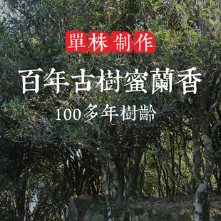 单株【百年古树蜜兰香】100年树龄 滋味醇和饱满 底蕴足 单丛茶