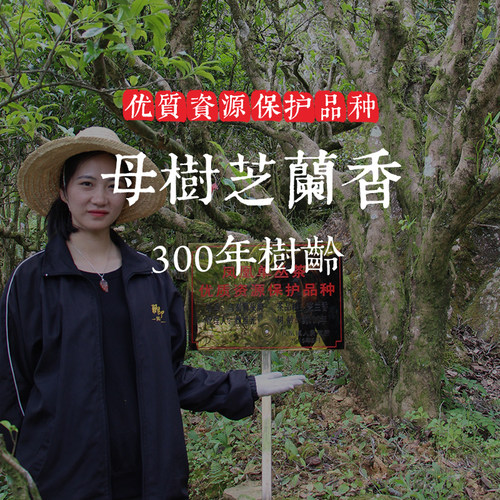 凤凰单丛母树【芝兰香】特级
