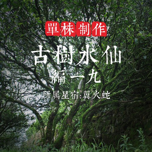单株【古树水仙19】200年树龄 滋味醇厚 回甘显汤感滑 凤凰单丛茶