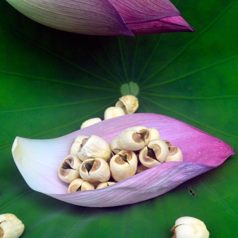 带芯白莲江西广昌莲子建宁500g