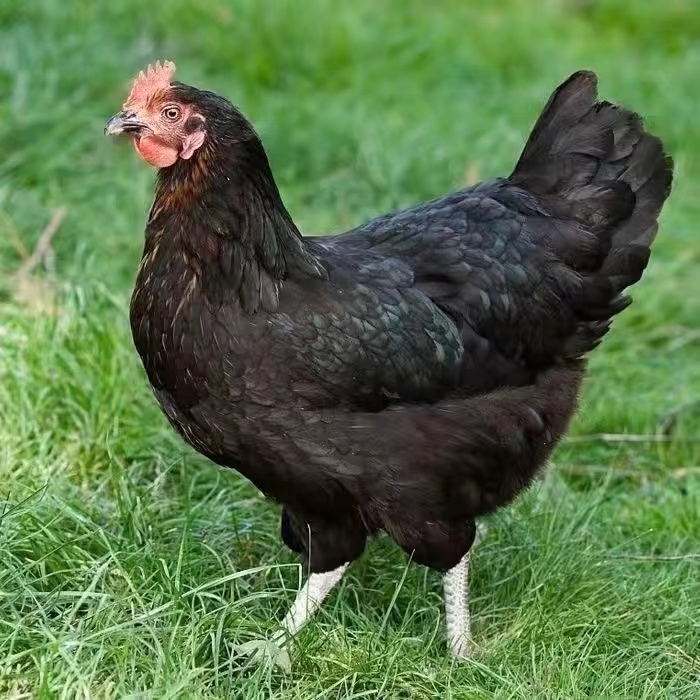 山林走地老母鸡【黑凤鸡】顺丰包邮 净重2斤左右/1只 不发内脏