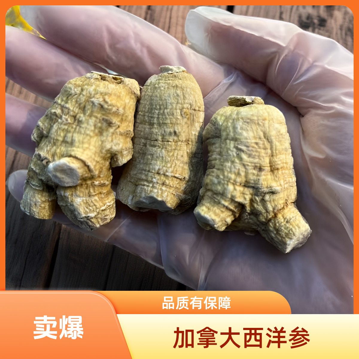 【加拿大西洋参】20克粒头 足龄老参味浓 纹路清晰 菊花纹路 切片