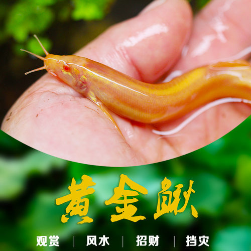 黄金鳅清道夫金龙泥鳅冷水好养的
