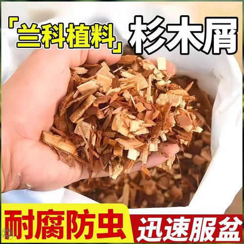万盛兰花植料兰花长根快