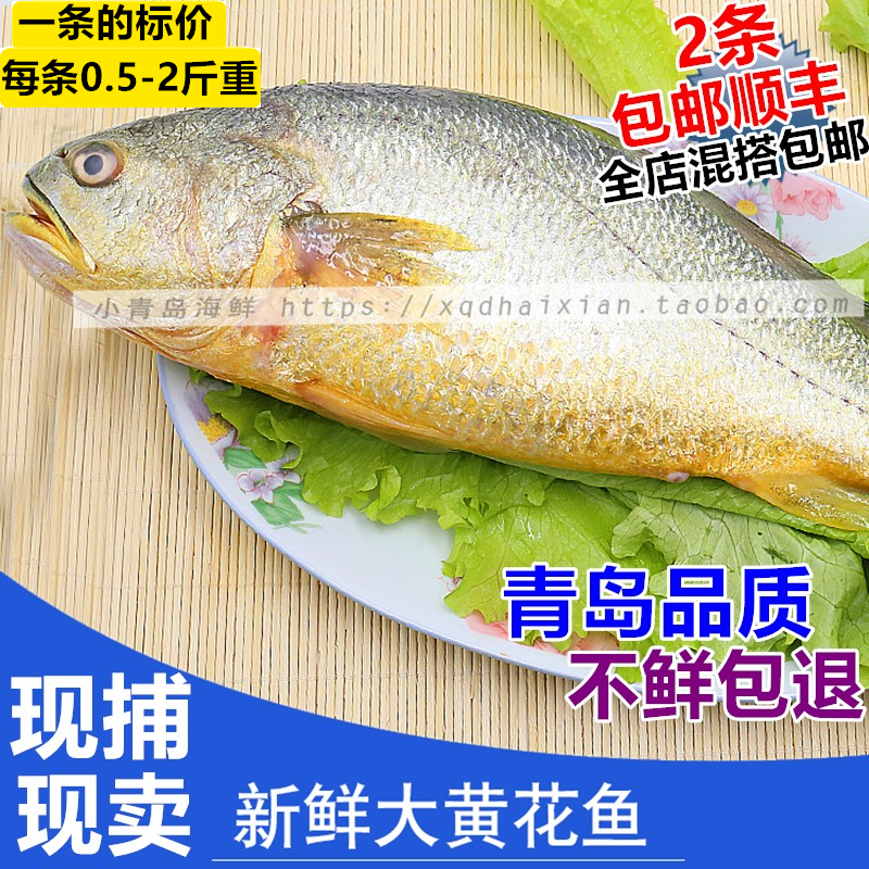 青岛海捕新鲜大黄花鱼好吃
