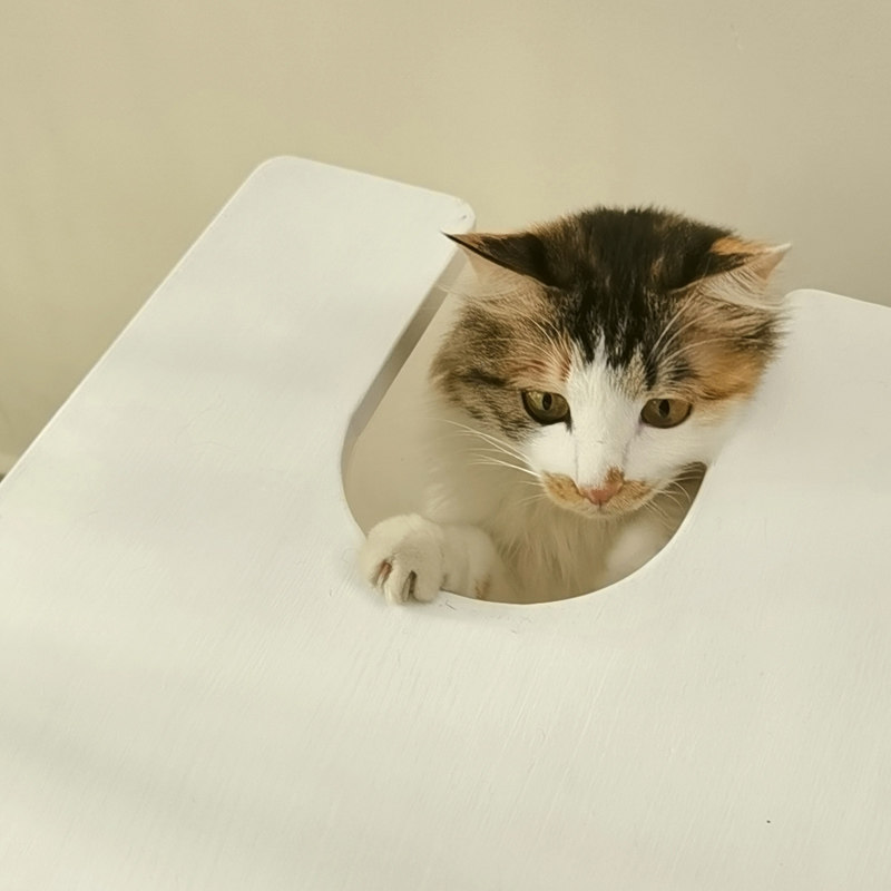 人猫边几治愈系白色沙发阳台茶几