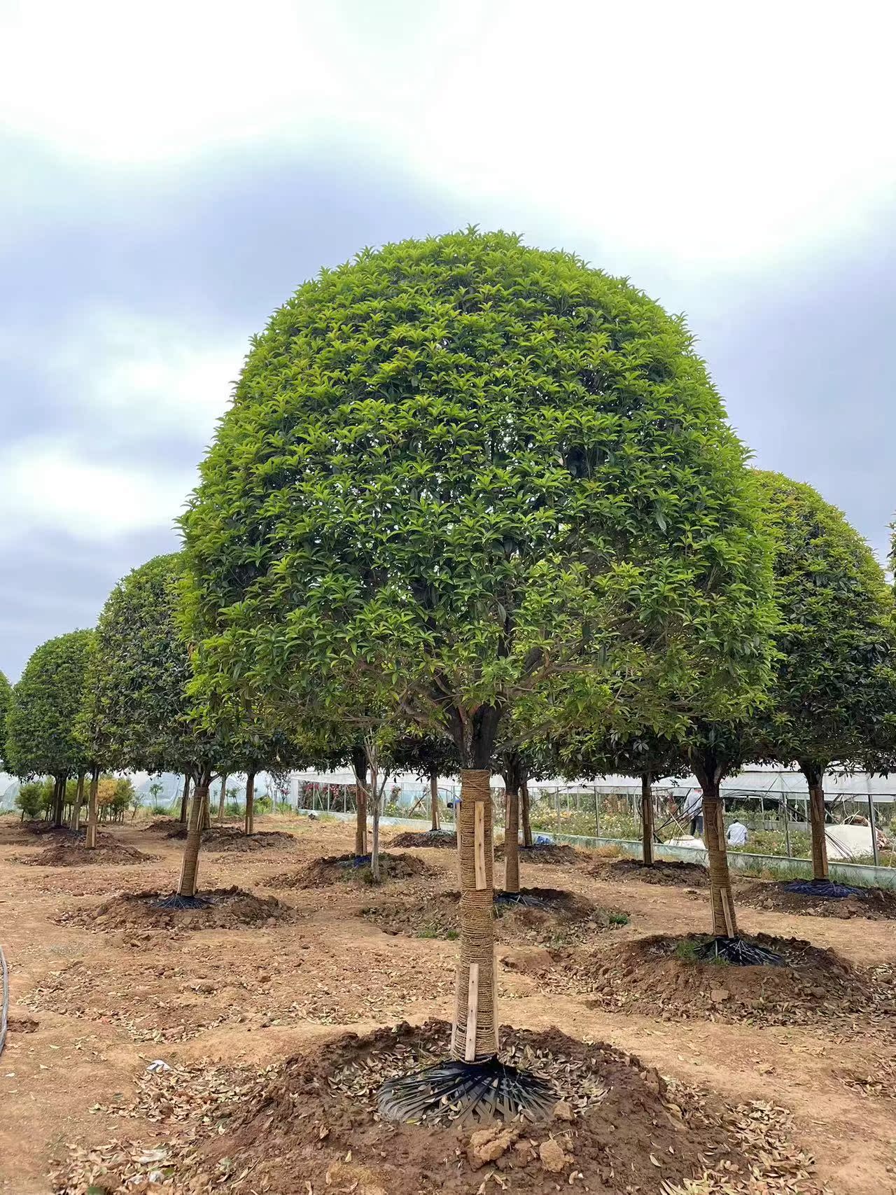 桂花树苗四季桂大型植物庭院原生高杆金桂丹桂沉香桂树浓香型大树