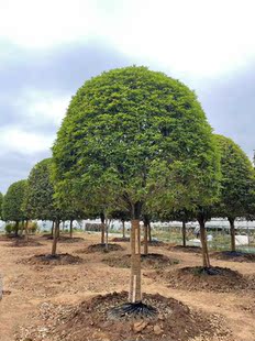桂花树苗四季桂大型植物庭院原生高杆金桂丹桂沉香桂树浓香型大树