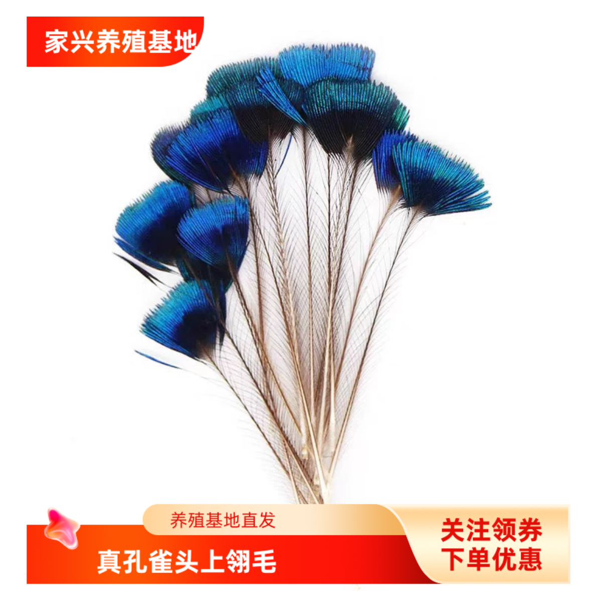 孔雀翎毛羽毛厂家自然孔雀头冠毛DIY孔雀毛羽 孔雀头部翎毛