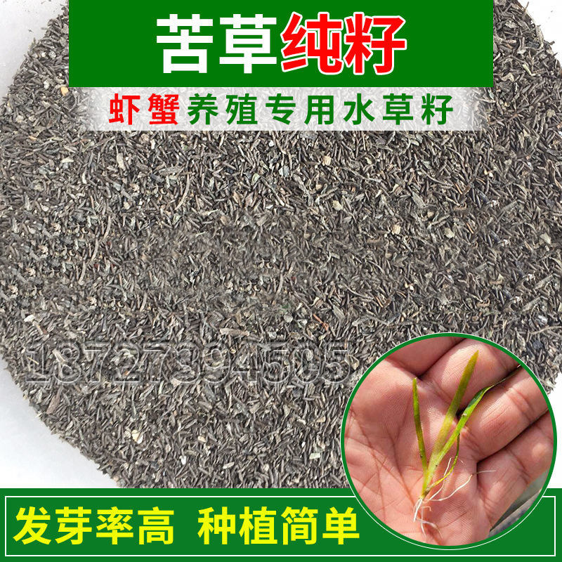 苦草种籽扁担草种子养殖虾蟹鱼池塘淡水韭菜净化水质种籽植物水草