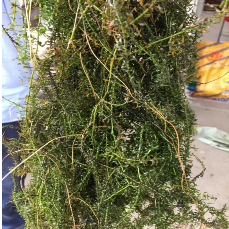 伊乐藻吃不败净化水质植物