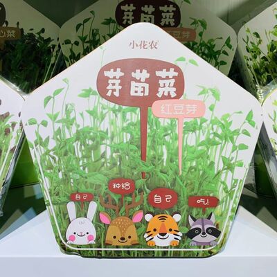 小花农芽苗菜育苗豌豆苗豆芽菜种植盘儿童芽盆托种子无土栽培蔬菜