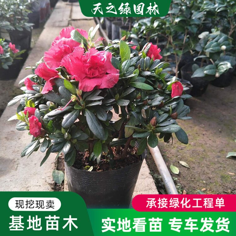 茶梅花苗大杯苗粉红茶梅四季常青盆栽耐寒茶花树苗庭院花园绿化带