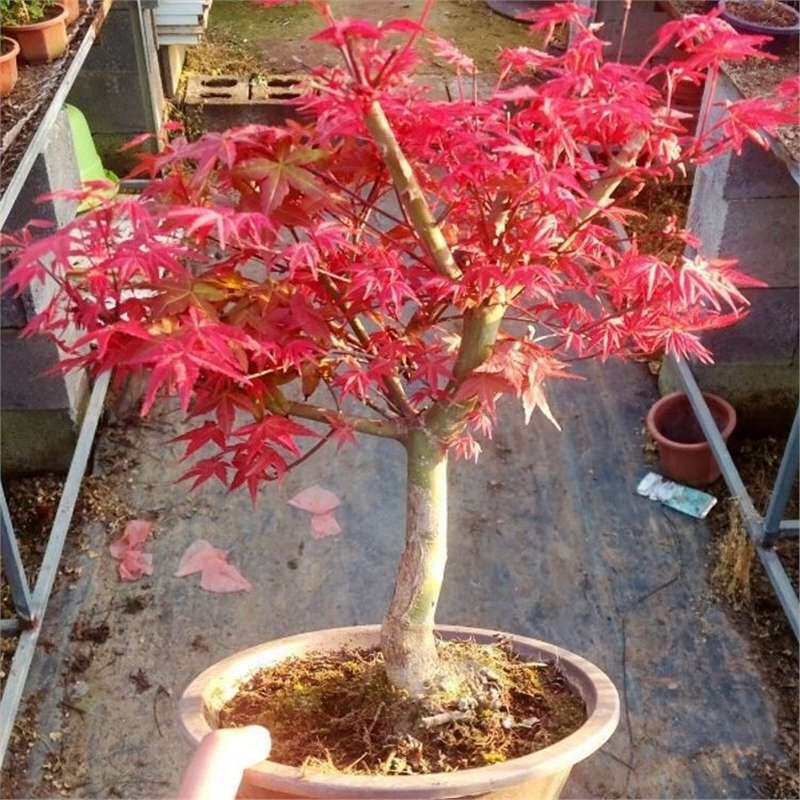 日本红枫盆景红舞姬盆栽老桩四季彩色景观树阳台花卉庭院别墅植物