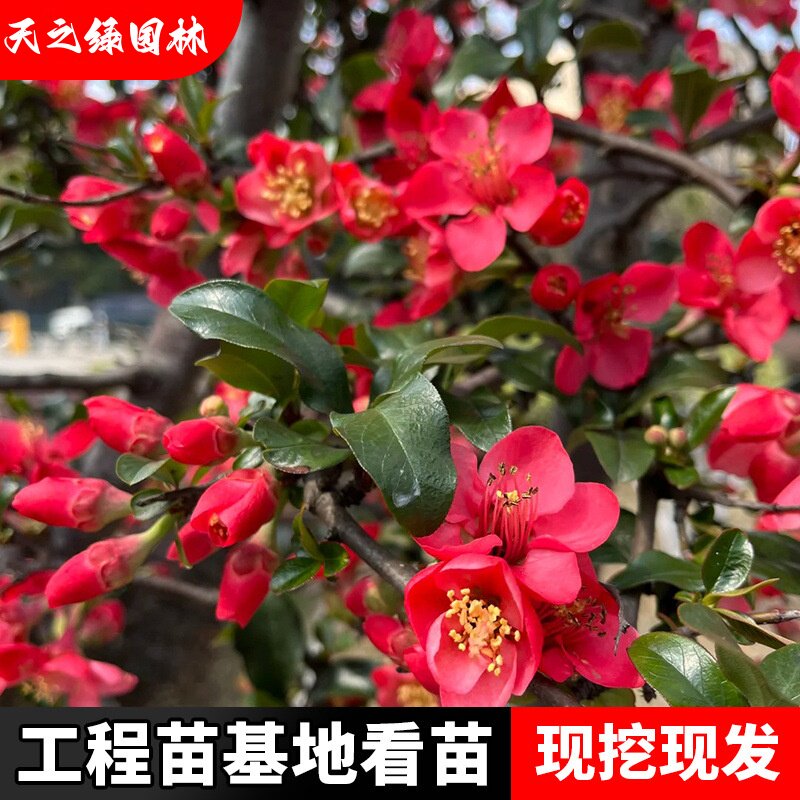 工程防护庭院观赏盆栽绿化花灌木